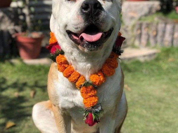  कुकुर र काग तिहार आज मनाइँदै