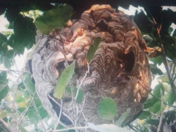 घाँस काटन जाँदा अरिङगालले टोकेर ७५ बर्षिय मगरको मृत्यु