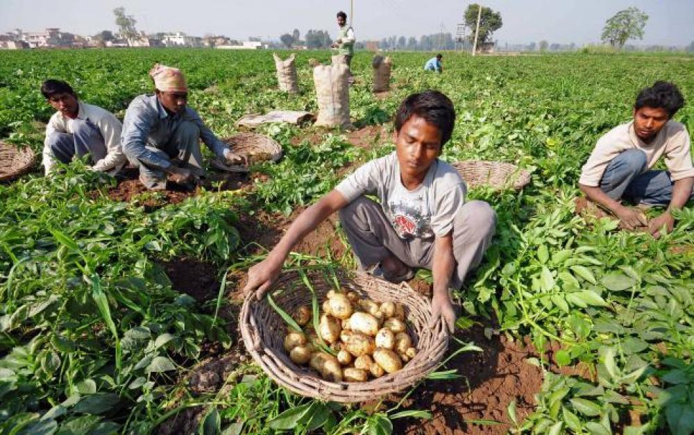 रामेछाप जिल्लाकै पहिलो विउ आलु उत्पादन केन्द्र निर्माण 