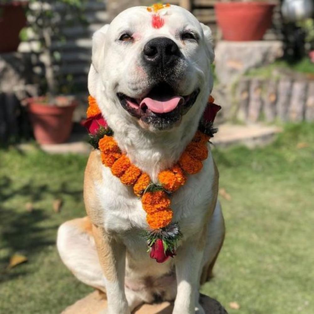  कुकुर र काग तिहार आज मनाइँदै